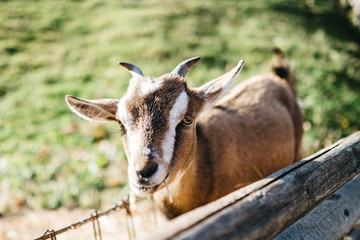 Little goat in the austrian alps