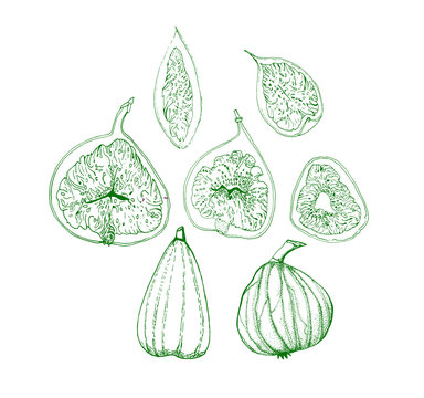 Figs. Set of tropical fruits. tartar. scketch. Illustration.