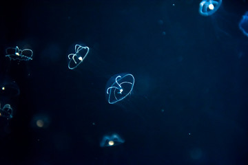 Naklejka premium jellyfish medusa insect creature animal 