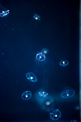 jellyfish medusa　insect　creature animal 