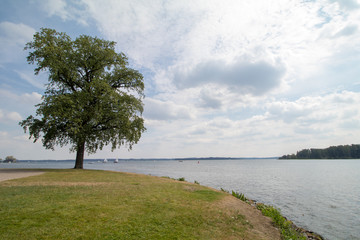 Fototapeta na wymiar a single tree with lake landscape