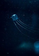 jellyfish medusa　insect　water