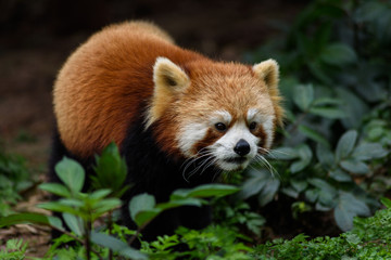 A cute Red Panda in the wild