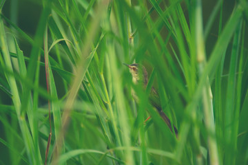 Plain Prinia bird. nature field