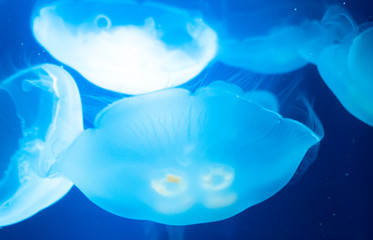 jellyfish medusa　insect　water