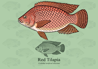 Red Tilapia. Vector illustration with refined details and optimized stroke that allows the image to be used in small sizes (in packaging design, decoration, educational graphics, etc.)