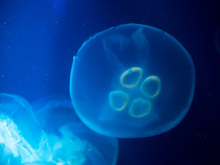 Naklejka na ściany i meble jellyfish medusa　insect　water