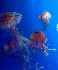 jellyfish medusa　insect　water