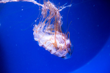 jellyfish medusa　insect　water