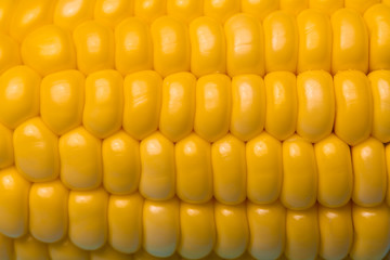 corn texture background, fresh organic corn