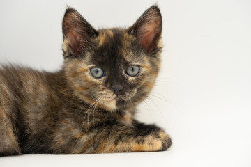 The little tech-colored kitten lies on a light background.