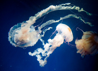 jellyfish medusa　insect　water