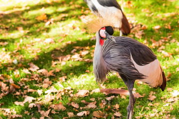 Fototapeta premium Grey Crowned Crane or Balearica pavonina in zoo