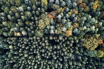 Autumn forest aerial drone view from above, dji