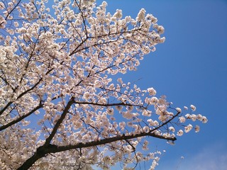 桜