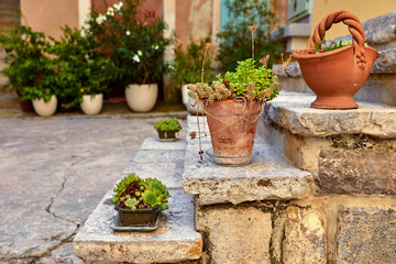 Fototapeta na wymiar Flowers and plants in decorative vases flowerpots at stone steps