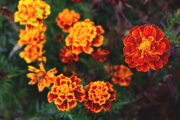 marigold paradise