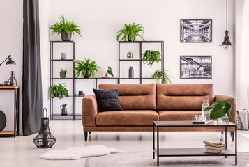 Interior design created by plant lover, different kind of plowers and plant on a black metal shelf behind big comfortable leather couch in elegant house - obrazy, fototapety, plakaty