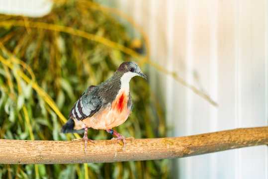Close up Luzon Bleeding-Heart Dove or Gallicolumba luzonica