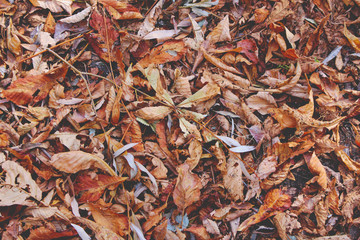dry leaves carpet