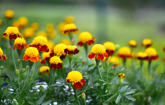 Flower in the garden