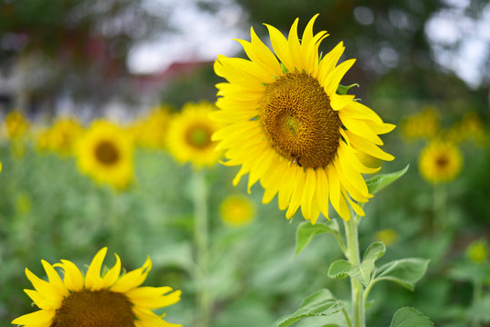 Sunflower natural background, Sunflower blooming, Behind sun flower.