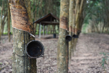 Close Up Rubber tree and bowl filled.