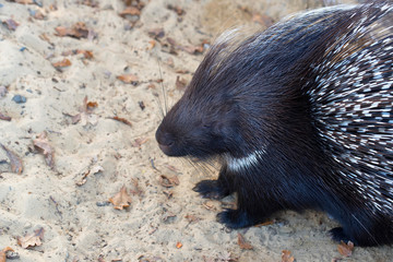 Indian Crested Porcupine or Hystrix indica on sand