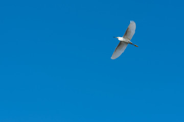 seagull flying in the blue sky