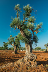 Mediterranean olive plantation and an old olive tree in the foreground.