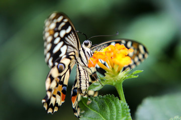 Baby butterfly 5 minutes out of his cocon