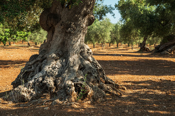 Mediterranean olive plantation and an old olive tree in the foreground.