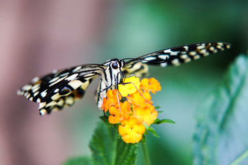 Baby butterfly 5 minutes out of his cocon