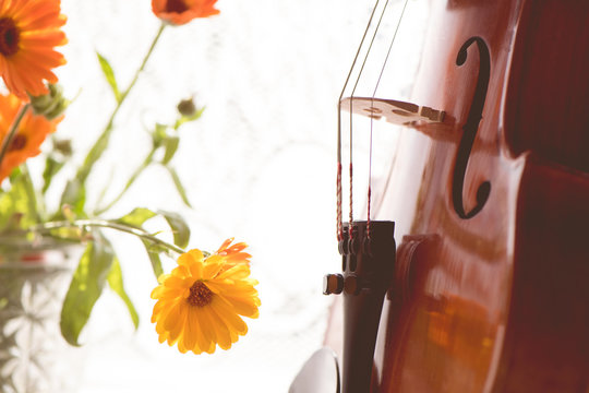 Bottom half of a violin with sheet music and flowers the front of the fiddle on windows background.