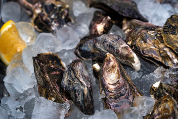 Fresh oysters on ice with slices of lemon