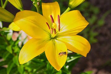 Fototapeta premium Close up of lily flowers in the garden