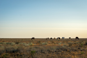 Wild Horses at sunrise on steppe in Kazakhstan. 