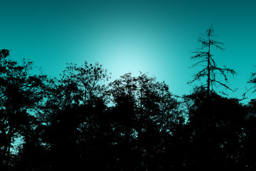 Black silhouettes of trees on a background of turquoise blue sky
