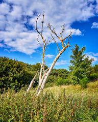 Naked tree in the bush of high dunes in the north of the island Hiddensee.