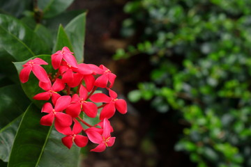 closeup picture of blooming pink spike flowers or ixora in garden