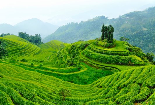 Rice terrace