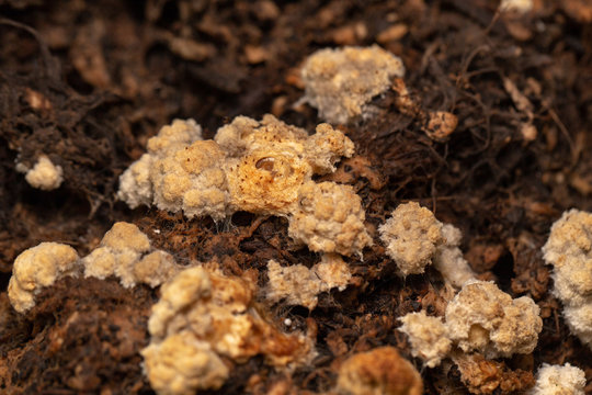 รูปภาพPluteaceae เลือกดูภาพถ่ายสต็อก เวกเตอร์ และวิดีโอ268 Adobe Stock