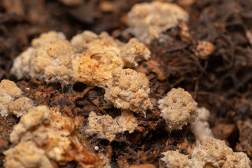 Volvariella volvacea mushroom grow from cultivation in the farm.