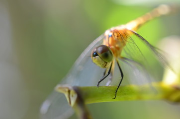 Libélula
