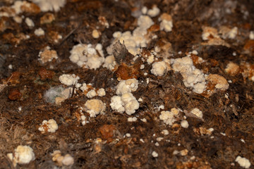 Volvariella volvacea mushroom grow from cultivation in the farm.
