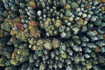 Autumn forest aerial drone view from above, dji