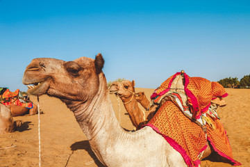Camels in the desert 