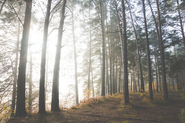 Pathway through beautiful forest with different trees 