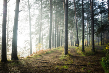 Pathway through beautiful forest with different trees 
