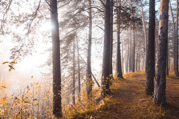 Pathway through beautiful forest with different trees 